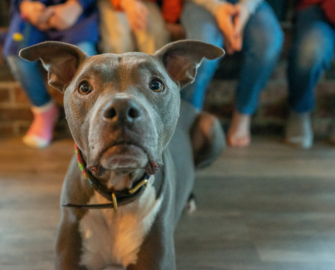 Durchfall und Allergie beim Hund, mögliche Ursache Überlastung