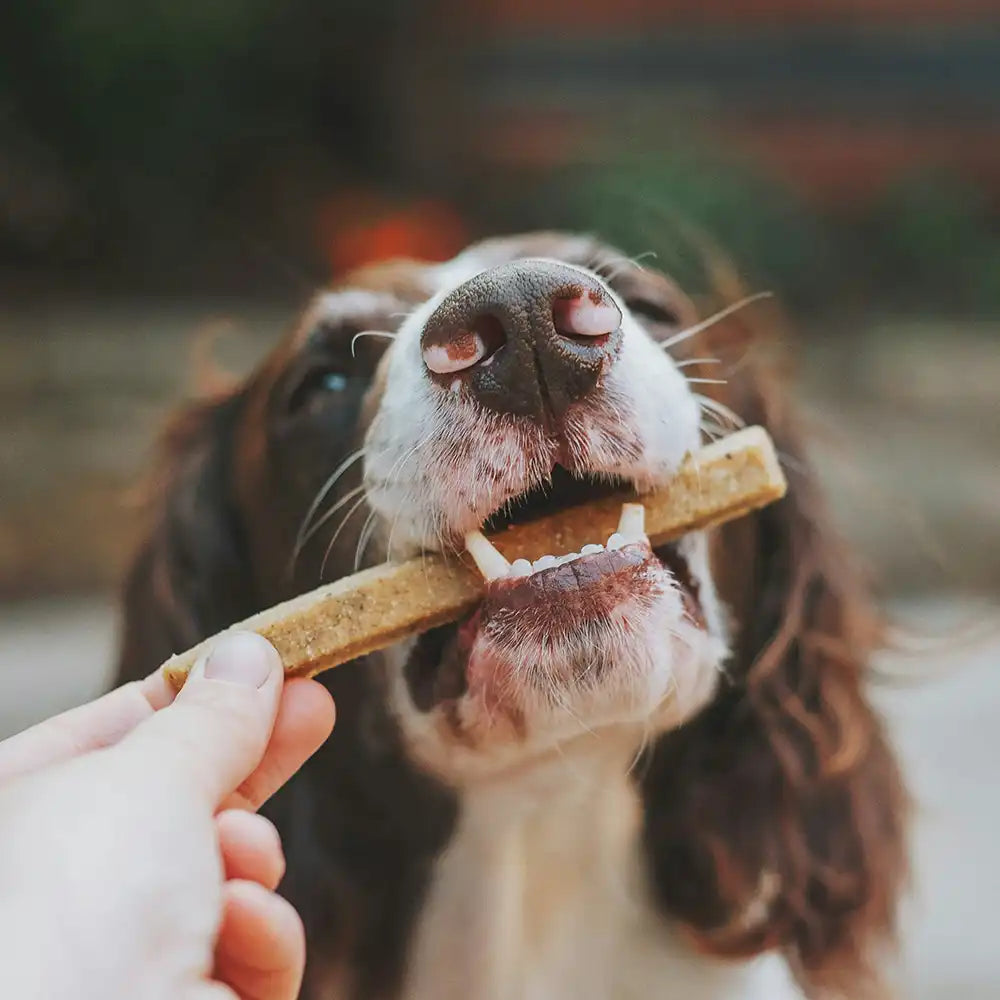 Hund mit Leckerli