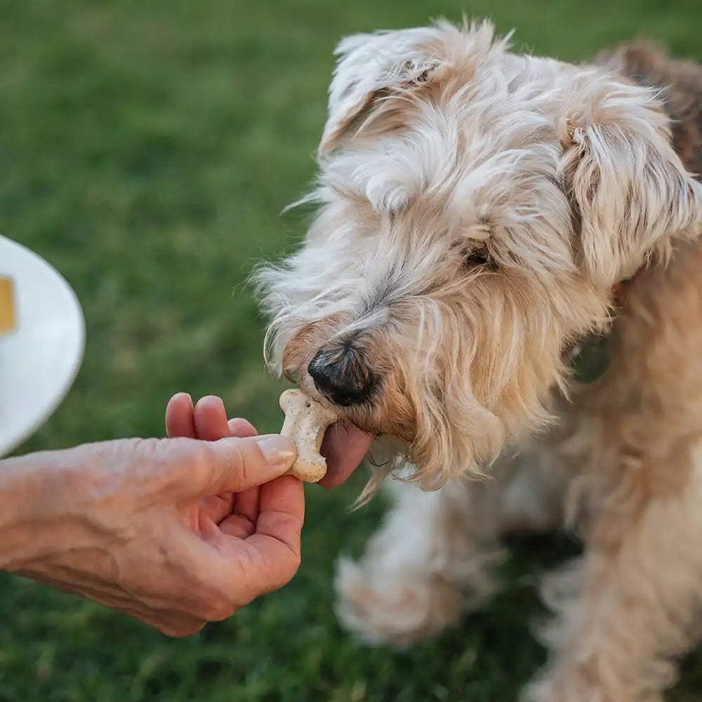 Hund bekommt Leckerli