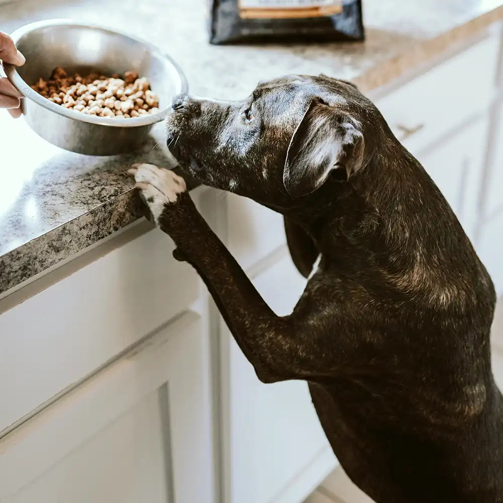 Hund betrachtet Schüssel mit Trockenfutter